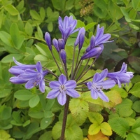 Agapanthus  'Black Buddhist'